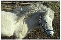 hrozně stará fotka